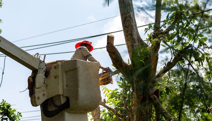 tree service framingham