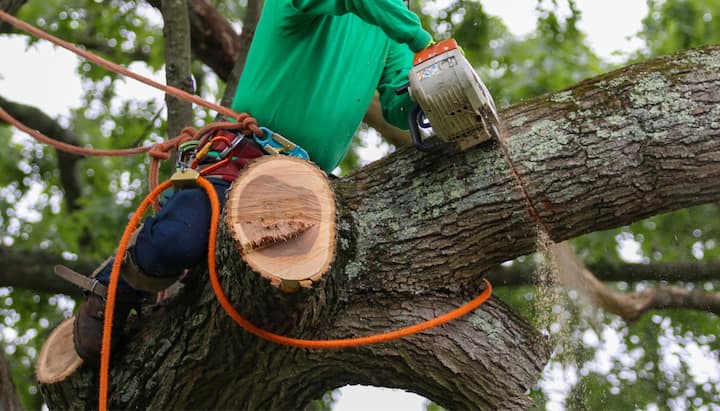 tree service framingham