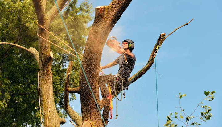 tree service framingham