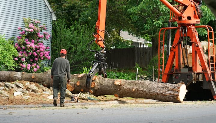 tree removal framingham