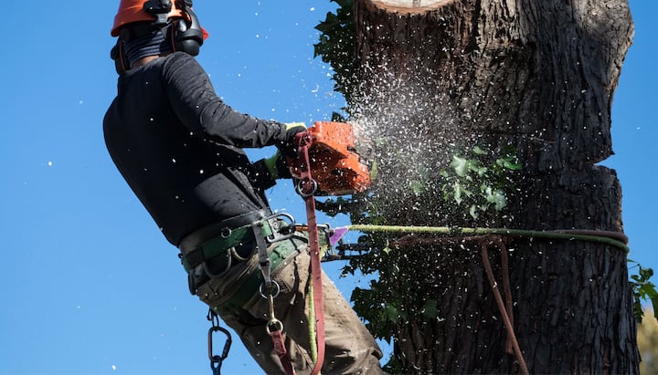 tree removal framingham